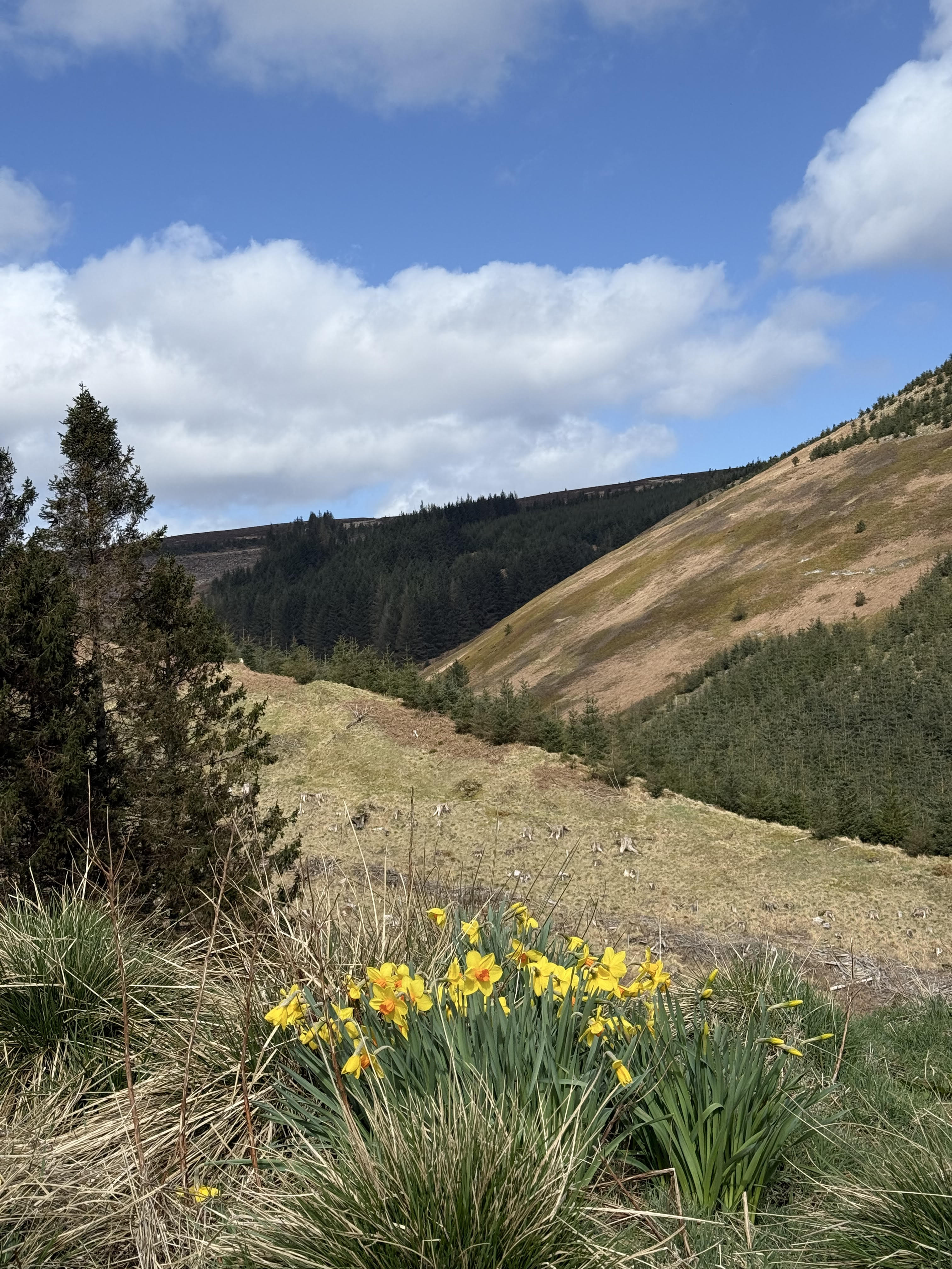 The deep forest surrounding the centre